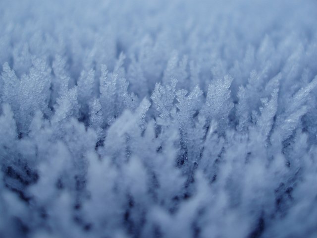a forest of spiney hoar frost crystals
