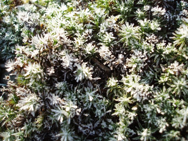 frozen winter green hedge plant