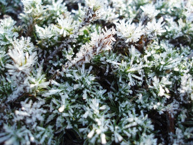 macro image of frozen winter green foliage