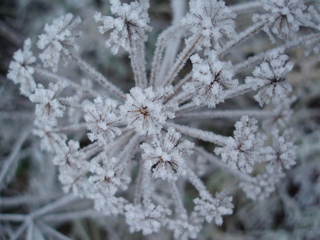 frost covered plant in winter