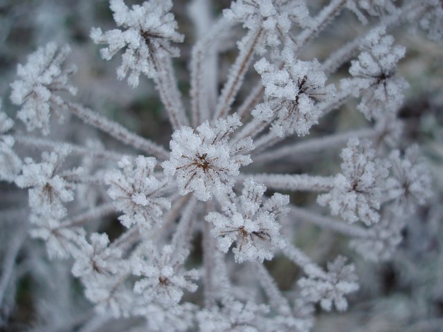 tiny ice crystals on a plant