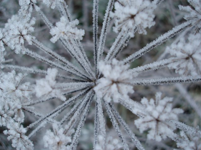 winter plant covered in frost crystals
