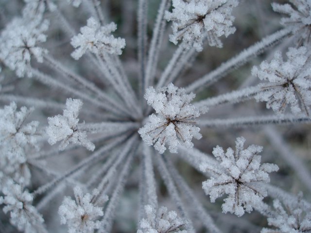 frosted winter plan macro image, a seed head covered in ice crystals