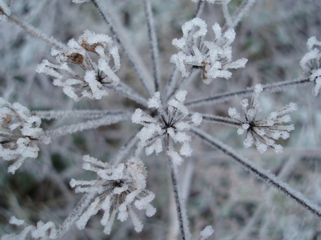 a plant seed head covered in pretty ice crystals