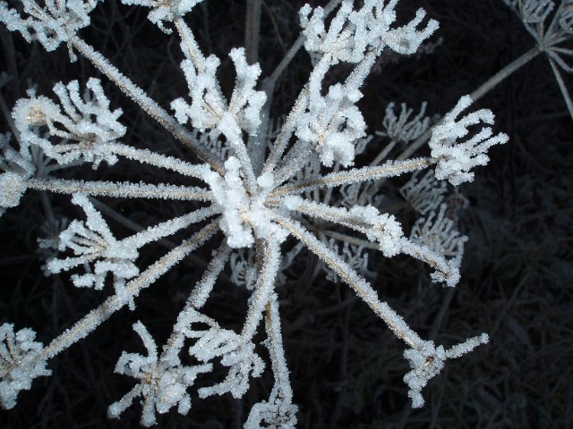 winter plant seed head detail