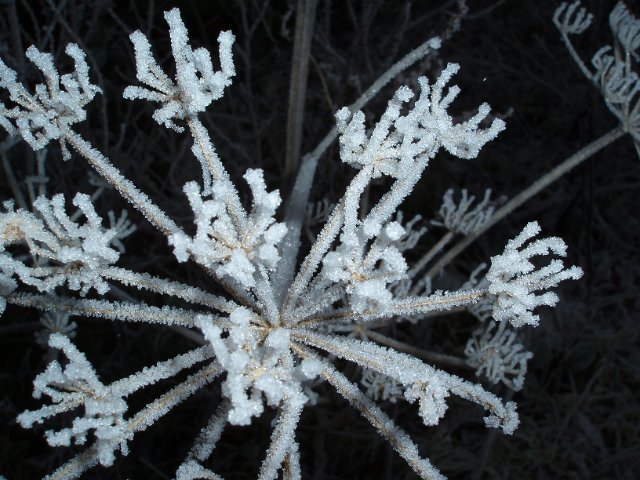 winter frost details