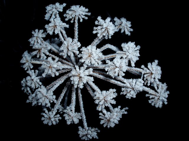 winter frosted plant detail on black