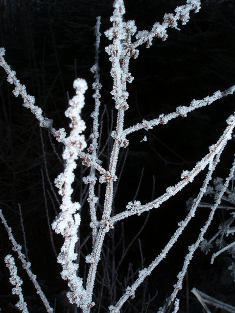 frosty winter night, crystals of frost growing on a plant