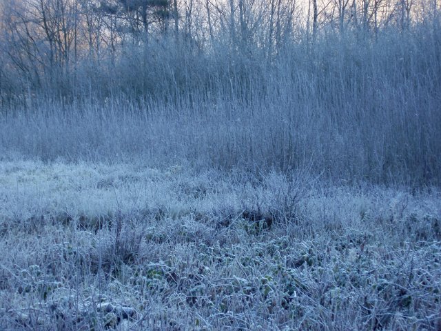 a cold dawn over a frozen country meadow