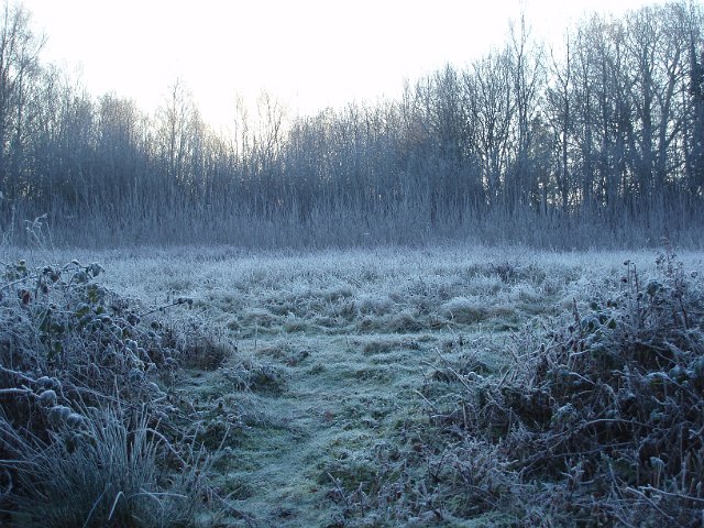 a cold dawn over wild and overgrown common ground