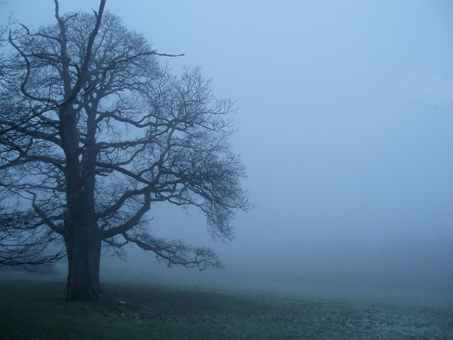 misty, foggy winter dawn with a leafless tree silhouetted against a misty background