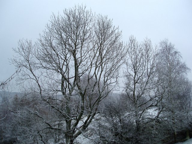 frost covered tree