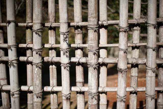 Rustic bamboo garden trellis of weathered dried colums lashed together in a lattice