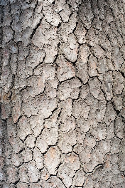 Background texture and pattern of natural pine bark with a central highlight