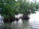 mangroves5864.JPG (1598197 bytes)