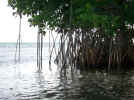 mangroves5866.jpg (896218 bytes)