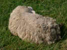sheep4463.JPG (1526312 bytes)