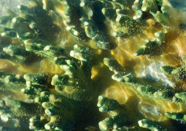 leather corals of the order Alcyoniidae
