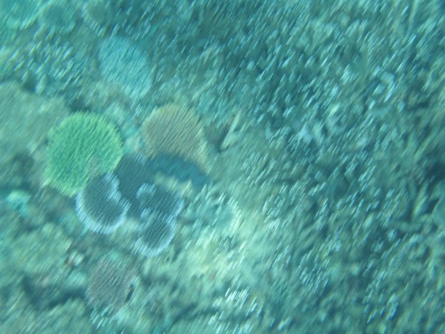 a blurred 'dizzy effect' underwater photo