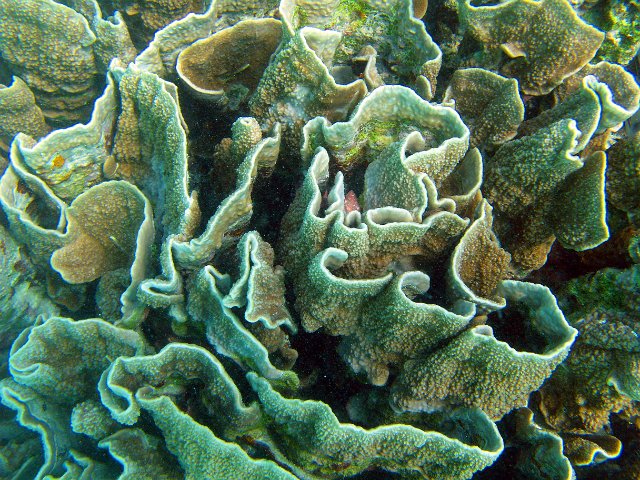close up on the structure of a cabbage coral