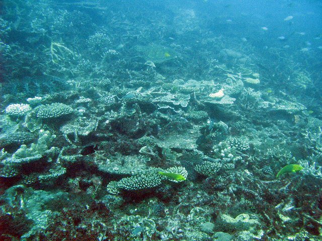 fish swiming through corals on the great barrier reef