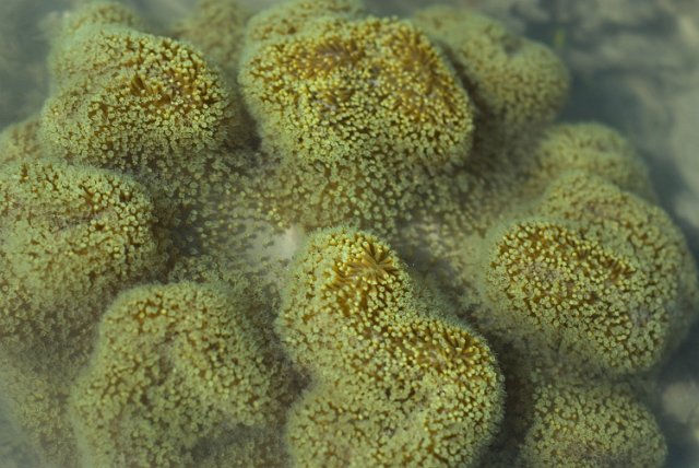green tinted coral polyps in shallow water
