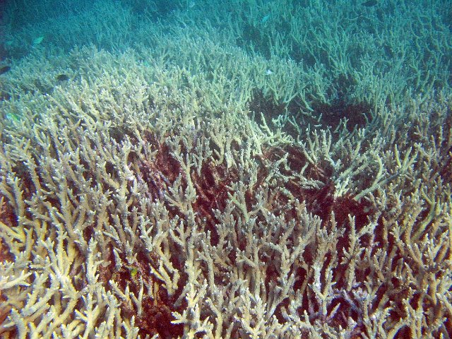 the bottom of the sea covered in a landscape of finger corals