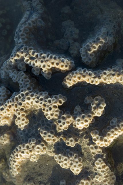 unusal surface patterns on a hard coral formation