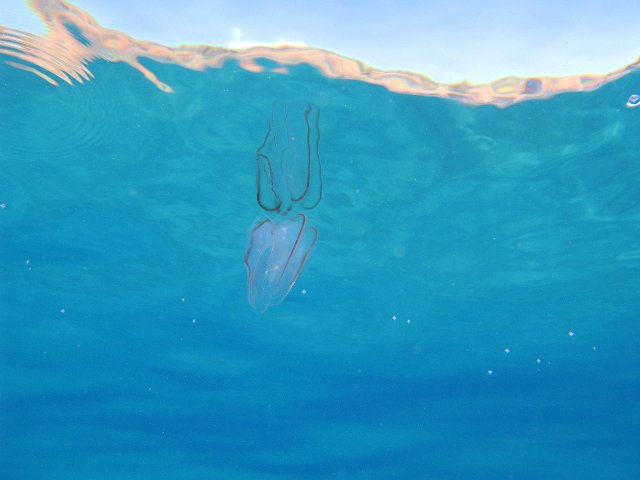 close up on a jellyfish