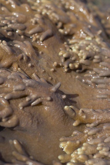 a flaccid piece of soft coral exposed from the water at low tide