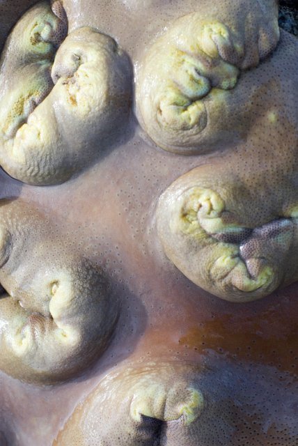 a pink tinted coral formation with a smooth surface