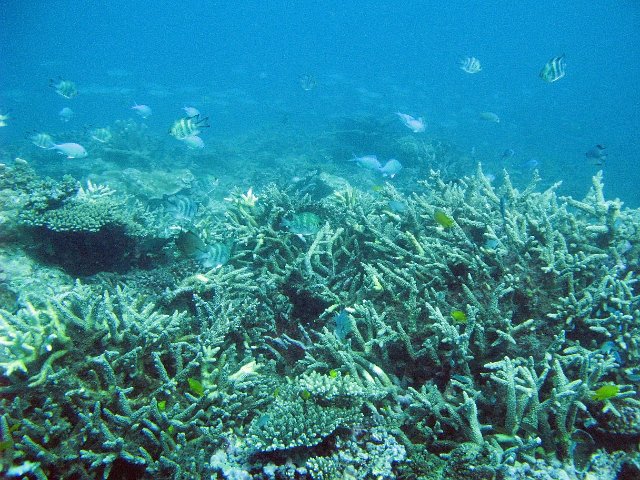 fish and corals - and underwater scene