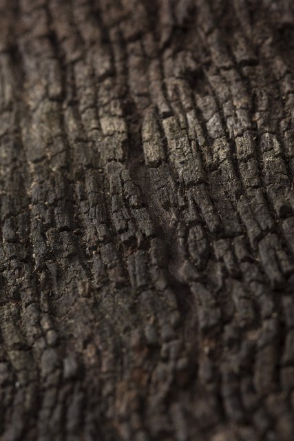 Background texture of the surface of old cracked dry wood or timber with ridged pattern in a full frame view