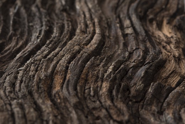 Dark brown tree bark in selective focus on wavy wooden surface viewed in close-up and full frame. Natural background concept