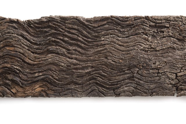 Strip of old decaying wood with a ridged rough texture isolated on white with copy space