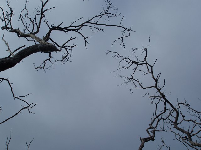 dead twiggy trees, low key