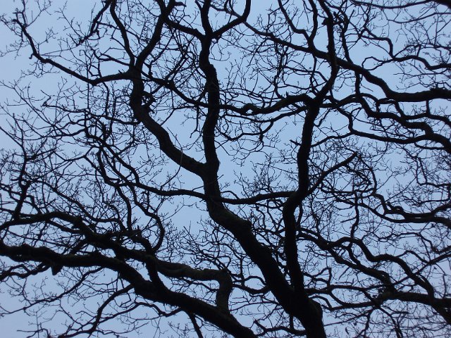 trees with no leaves