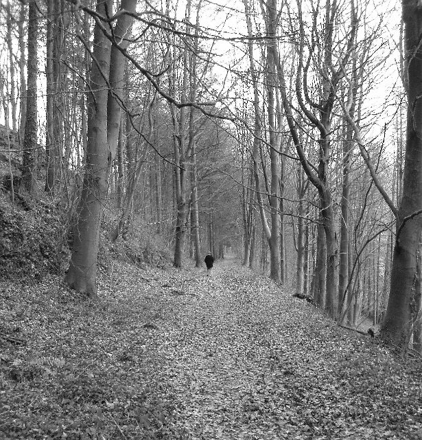 lone individual walking through a winter woodland