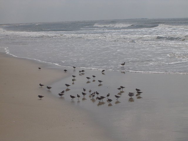 a seaside scene with seagulls