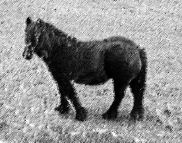 charcoal drawing effect pony