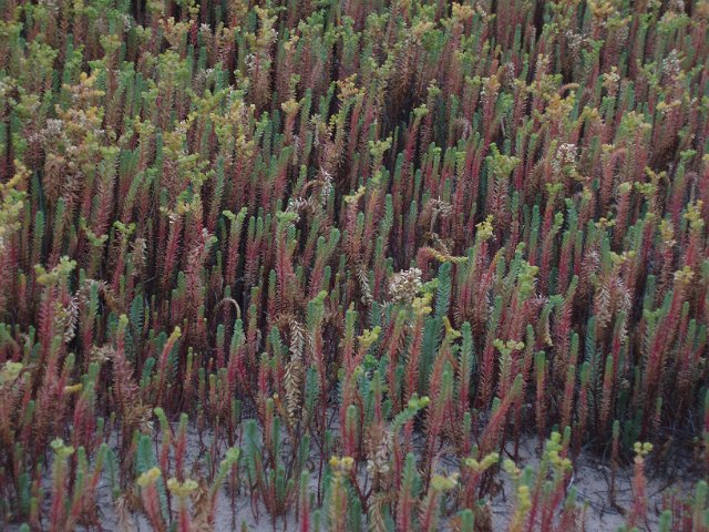 colourful red and green dune plants growing in sand