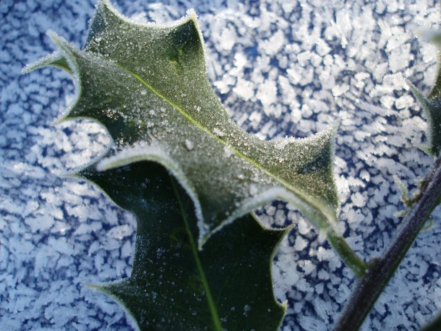 frozen icy holly spriig