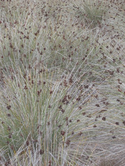 close up on a field of dry grass with seed heads