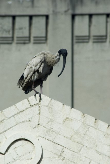 an ibis perched on a roof
