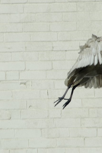 an ibis flying away