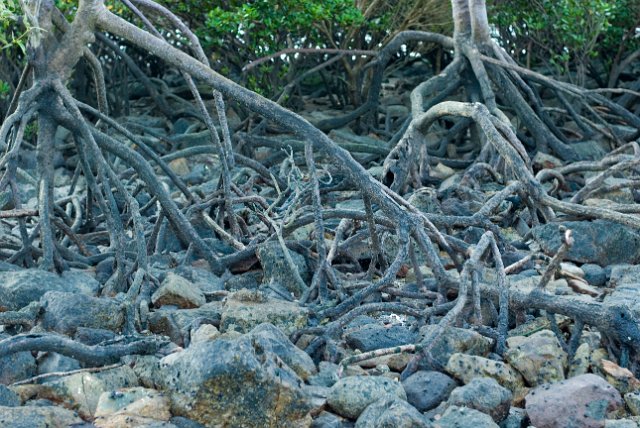 details of mangrove roots