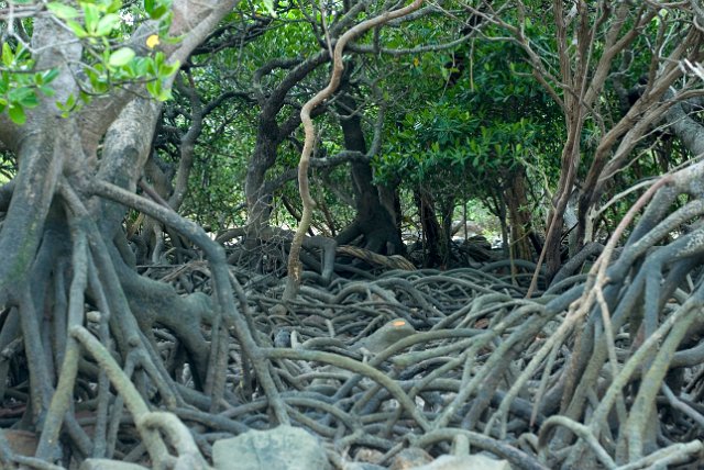 details of mangroves