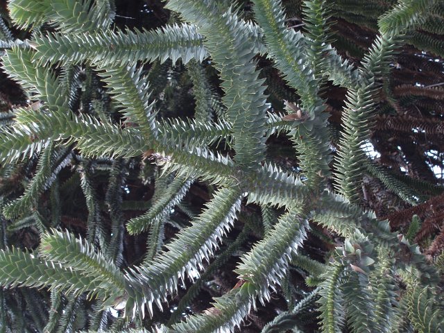 close up on the branches of a monkey puzzle tree