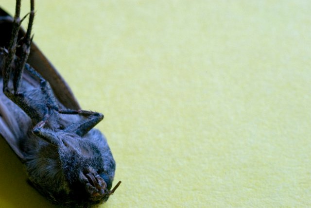 macro images of a dead moth