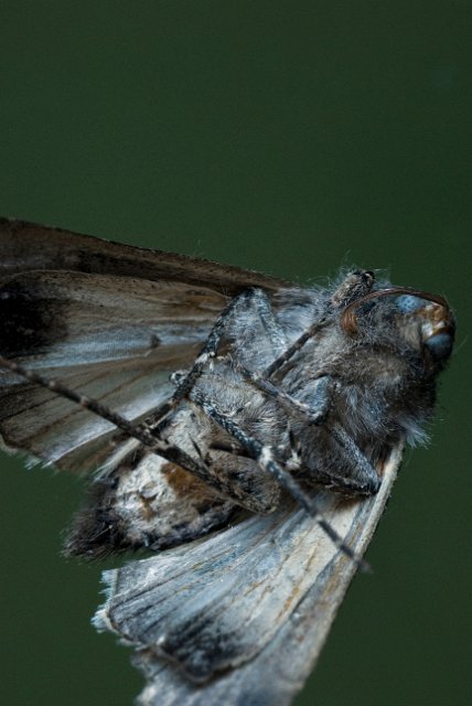macro image of a moths underside